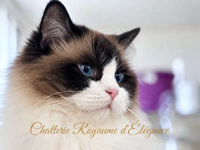Ancymony Iliana, Ragdoll seal bicolore, mère de Bijou
