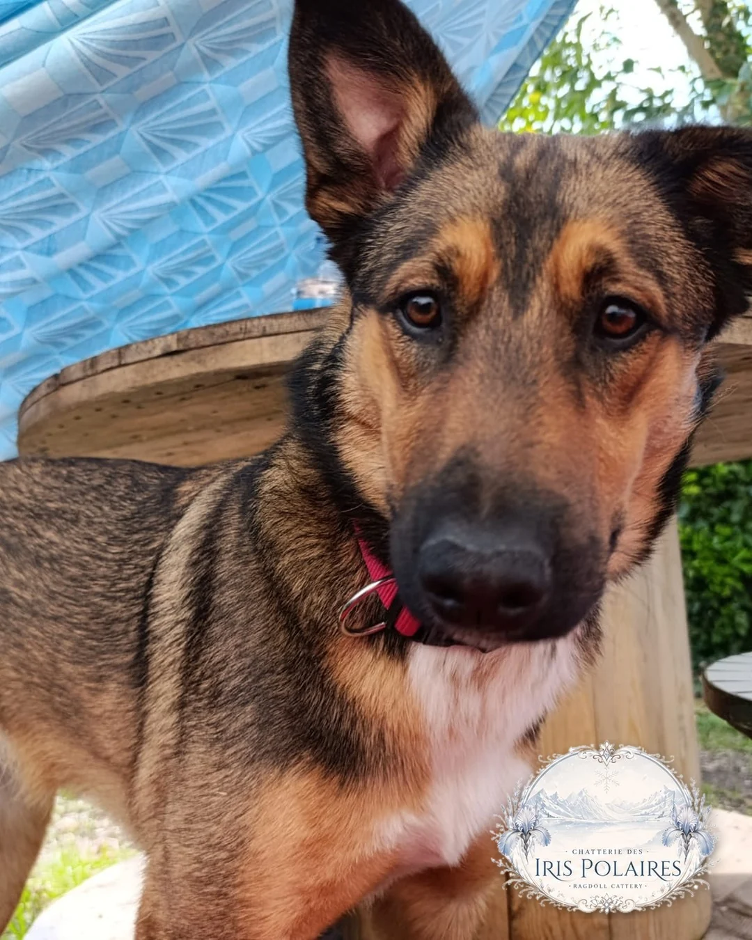 April, chienne croisée malinois × bouvier bernois, la chienne de la maison