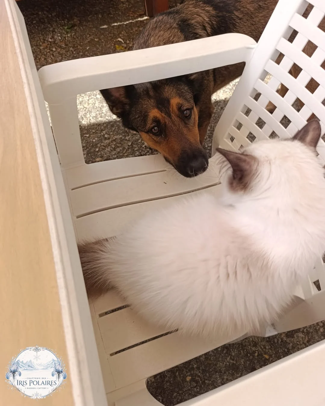 April vient dire bonjour à travers la chaise de jardin