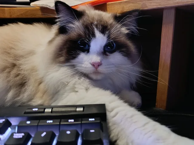 Aranel installée sur le bureau, la patte sur le clavier