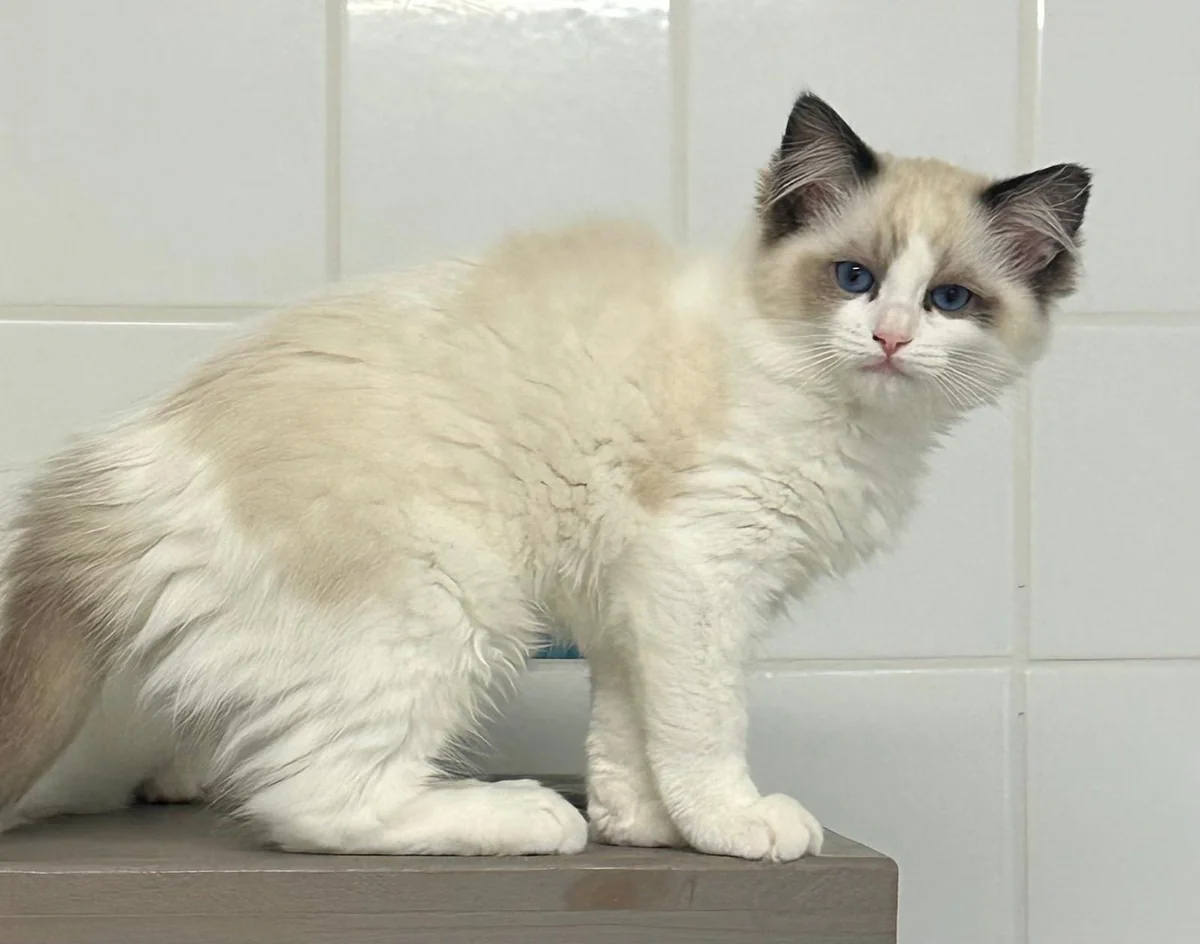 Aranel chatonne, debout, grands yeux bleus