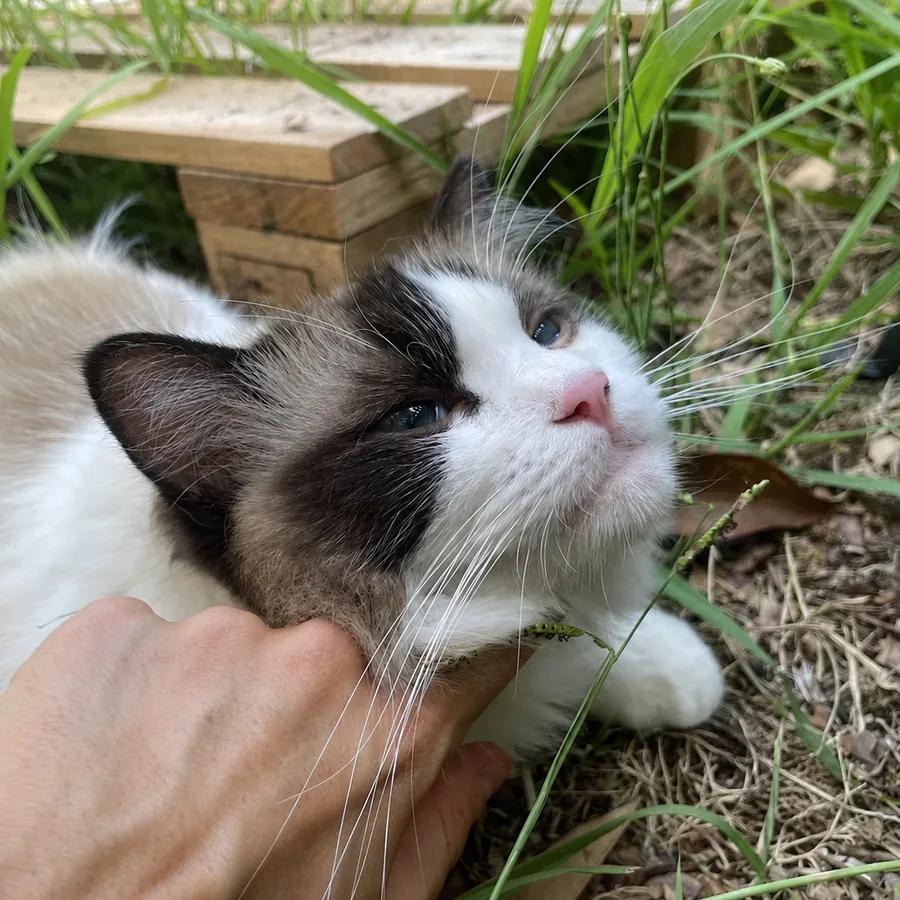 Ragdoll seal bicolore en ext&eacute;rieur dans l’herbe, sur le plateau de Millevaches en Corr&egrave;ze