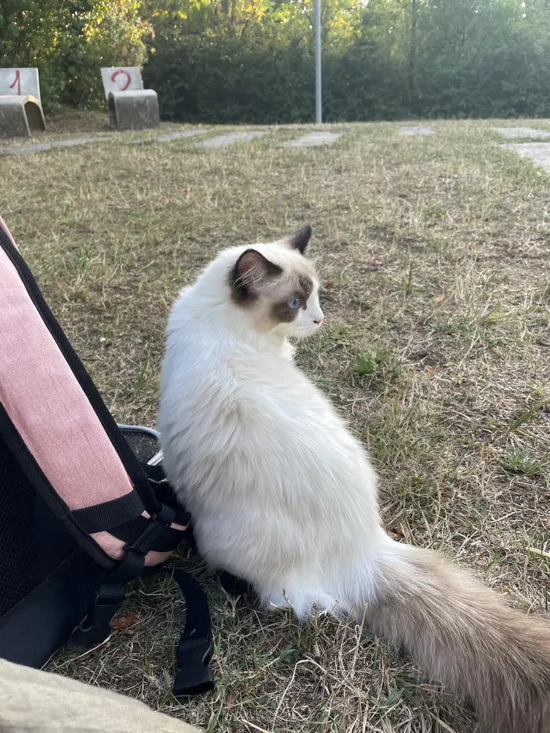 Aranel Star Montdesir, jeune Ragdoll seal bicolore de cinq mois en harnais dans l’herbe