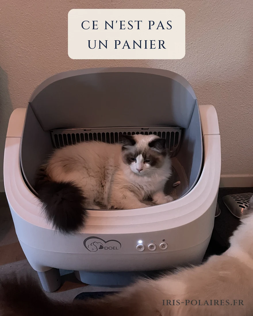 Royaume d’Élégance Bijou installé dans la litière automatique, comme dans un panier