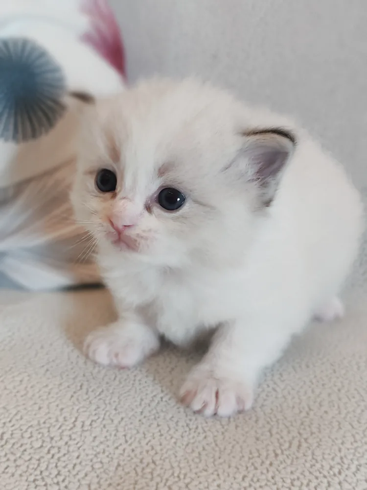 Brontë bébé, oreilles déjà soulignées de tabby, museau rose