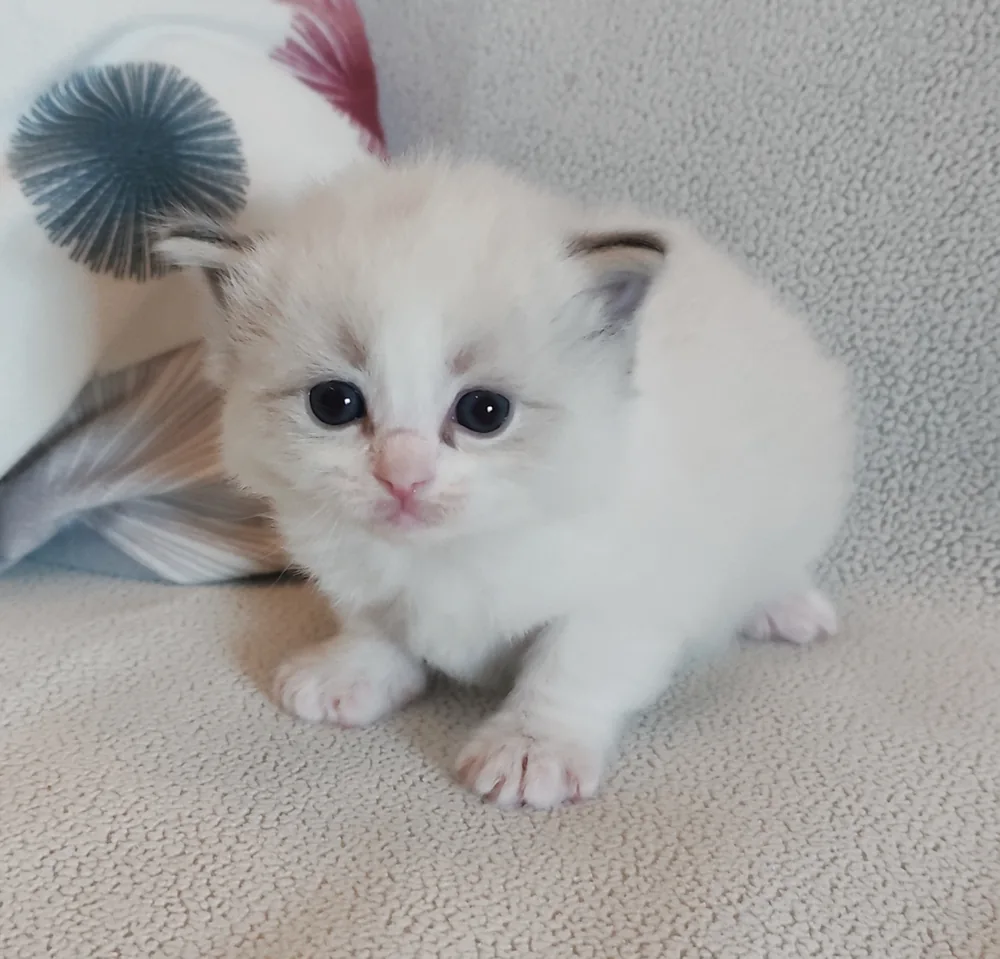 Brontë chaton nouveau-née, premières petites pattes blanches