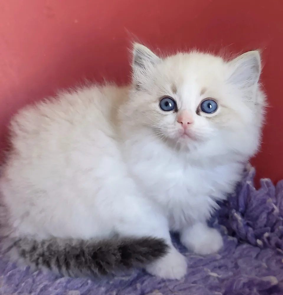 Brontë chatonne, queue tabby annelée et regard d'un bleu limpide