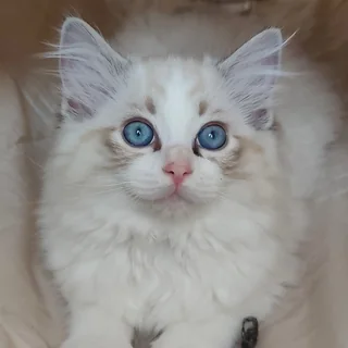 Brontë, chatonne Ragdoll seal tabby point bicolor, à bientôt 12 semaines, masque tabby et yeux bleus