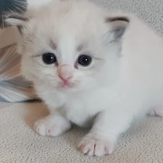Brontë, chatonne Ragdoll seal tabby point bicolor, à 3 semaines : premiers pas et oreilles encore rondes