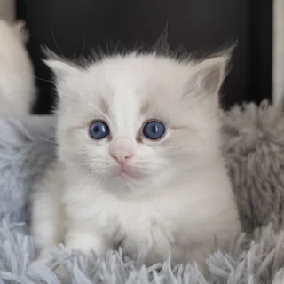 Brontë, chatonne Ragdoll seal tabby point bicolor, à 4 semaines, assise dans un nid de fourrure