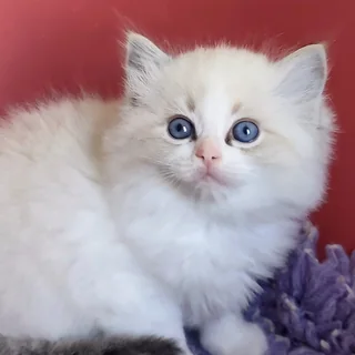 Brontë, chatonne Ragdoll seal tabby point bicolor, à 6 semaines, fourrure soyeuse et yeux bleus