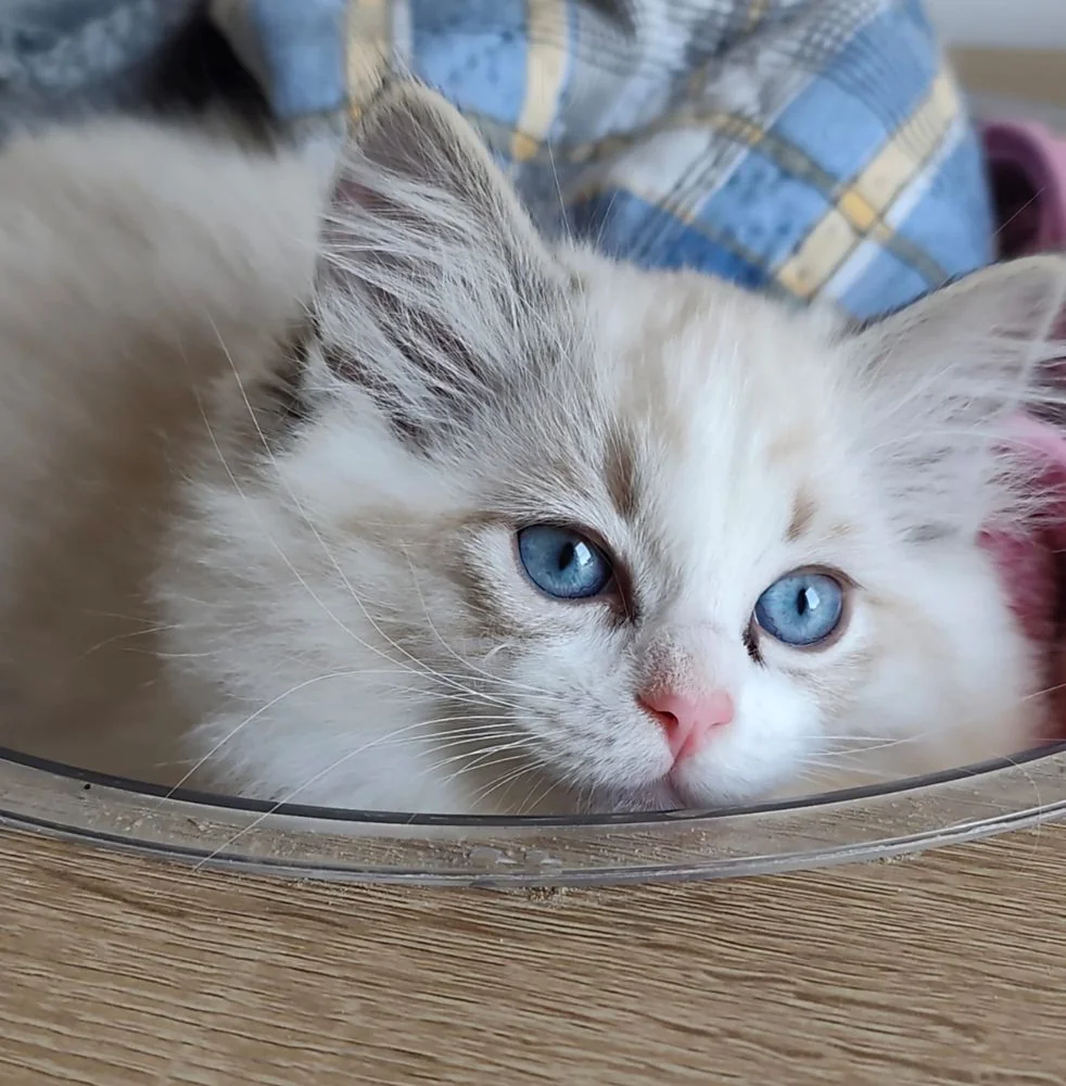 Brontë en gros plan, masque lynx et yeux bleu lumineux