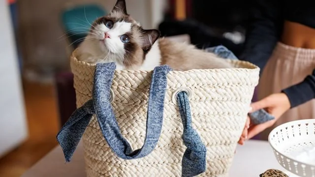 Chaton Ragdoll installé dans un panier