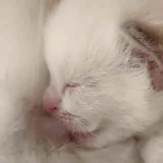 Chaton Ragdoll nouveau-né endormi, yeux encore fermés