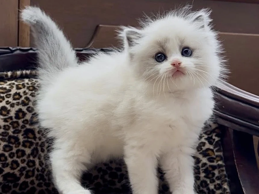 Jeune chaton Ragdoll bicolore aux yeux bleus, debout dans son couchage