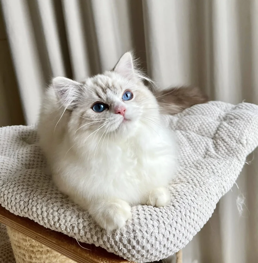 Jeune chaton Ragdoll aux yeux bleus, allongé paisiblement sur un plaid