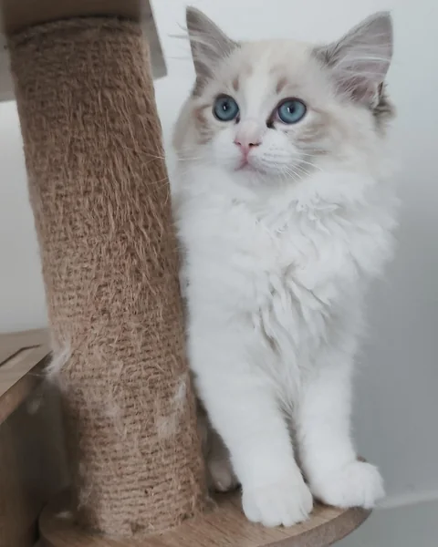 Echo de Narcisse Brontë, Ragdoll seal tabby point bicolore, assise au pied de l’arbre à chat