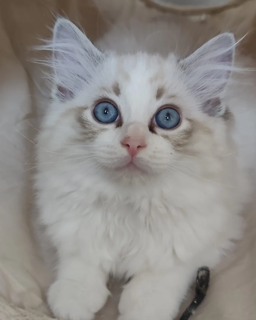 Echo de Narcisse Brontë, chatonne Ragdoll seal tabby point bicolore, de face, grands yeux bleus