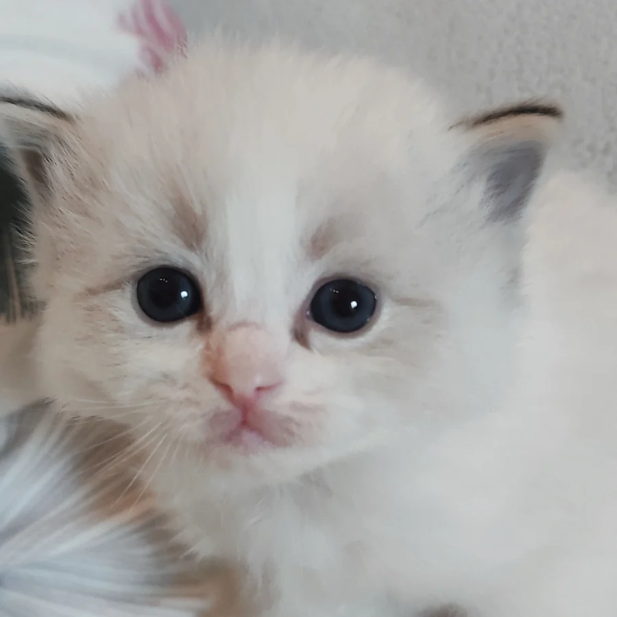 Chatonne Ragdoll de quelques semaines, grands yeux bleus et oreilles soulign&eacute;es, chez son &eacute;levage d’origine
