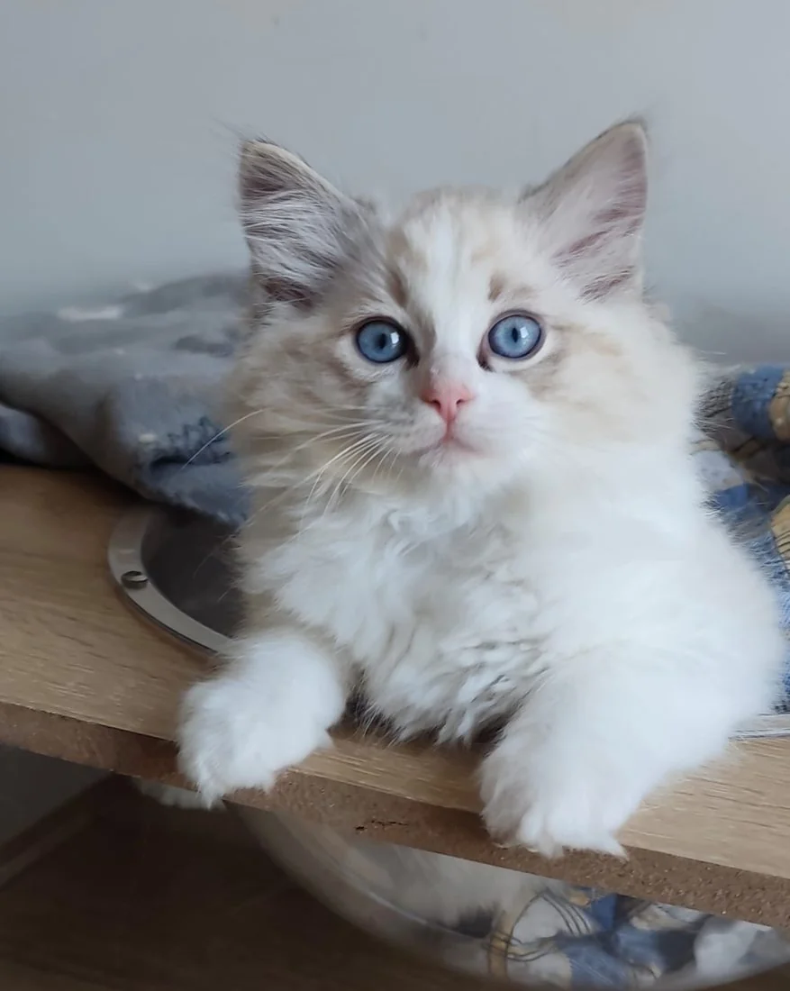 Echo de Narcisse Brontë, future reproductrice Ragdoll seal tabby point bicolor aux yeux bleus