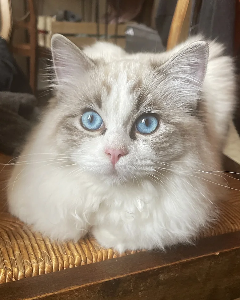 Echo de Narcisse Brontë, jeune femelle Ragdoll seal tabby point bicolore aux yeux bleus, couchée sur une chaise paillée
