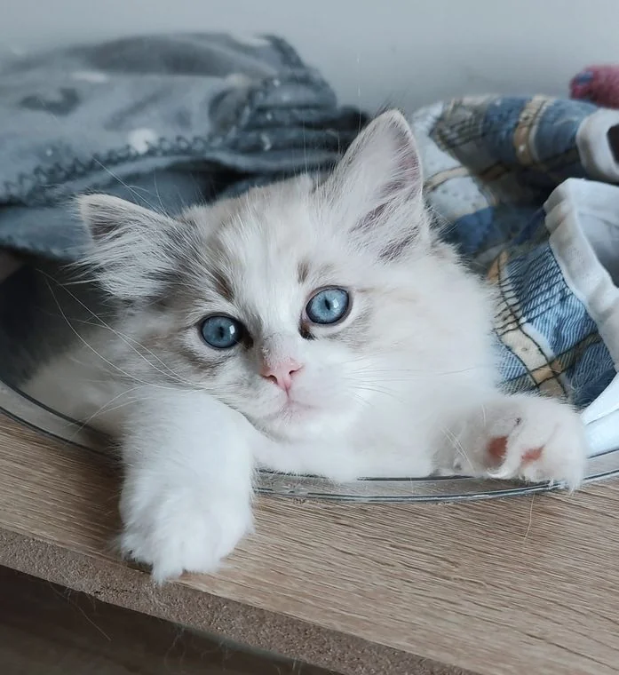 Echo de Narcisse Brontë, jeune femelle Ragdoll seal tabby point bicolor
