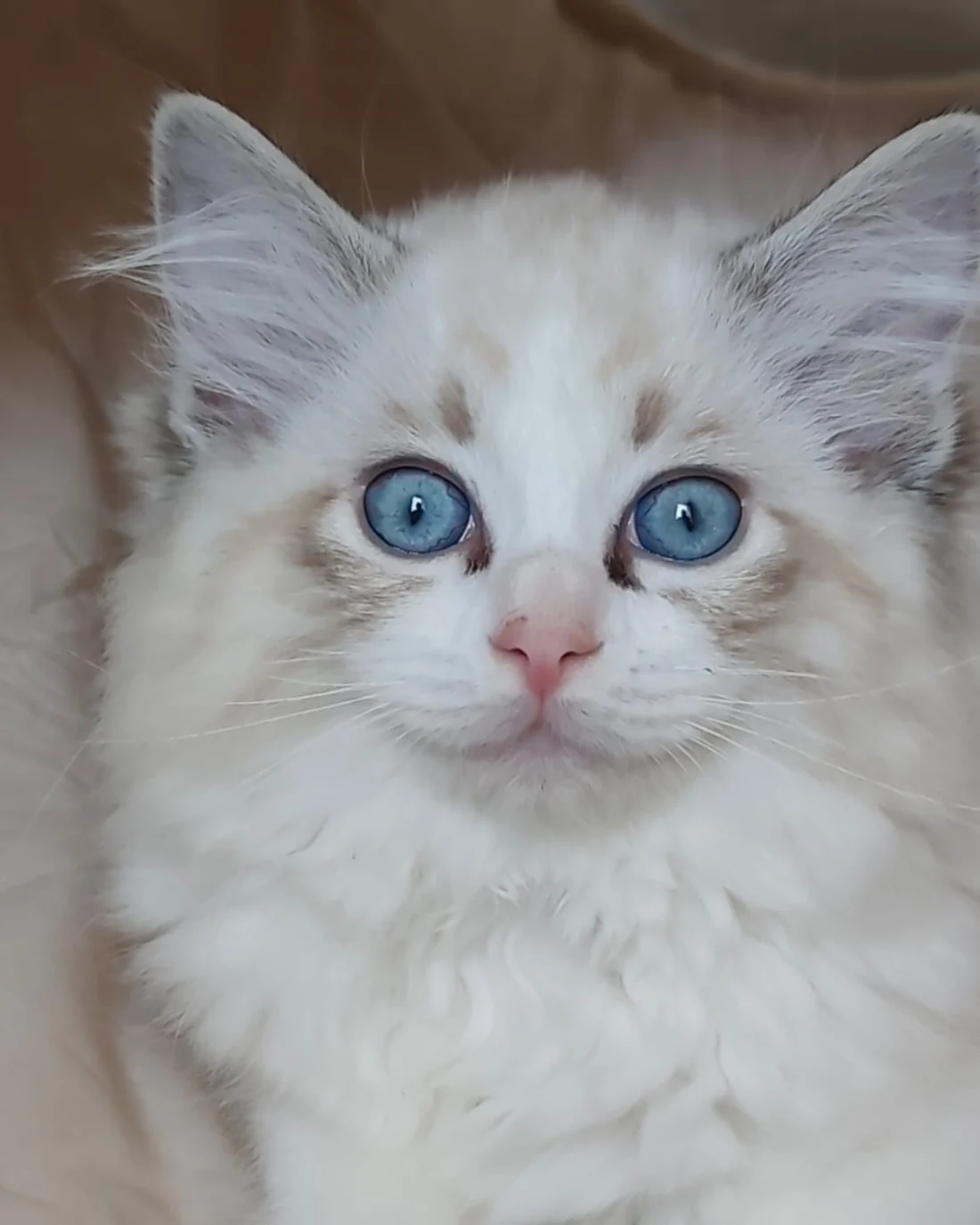 Echo de Narcisse Brontë, jeune femelle Ragdoll seal tabby point bicolore, de face, oreilles dressées et grands yeux bleus