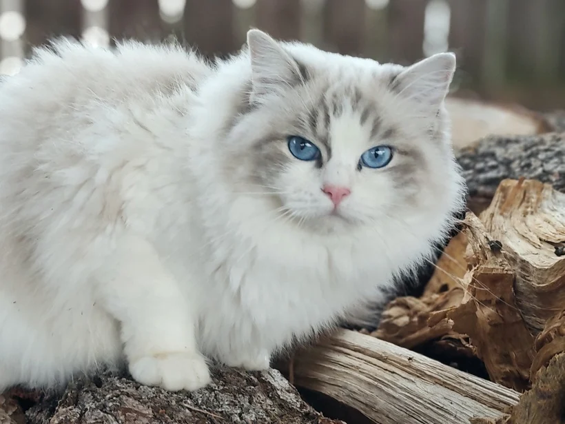 Echo de Narcisse Zeend S, Ragdoll blue tabby bicolore, mère d’Echo de Narcisse Brontë
