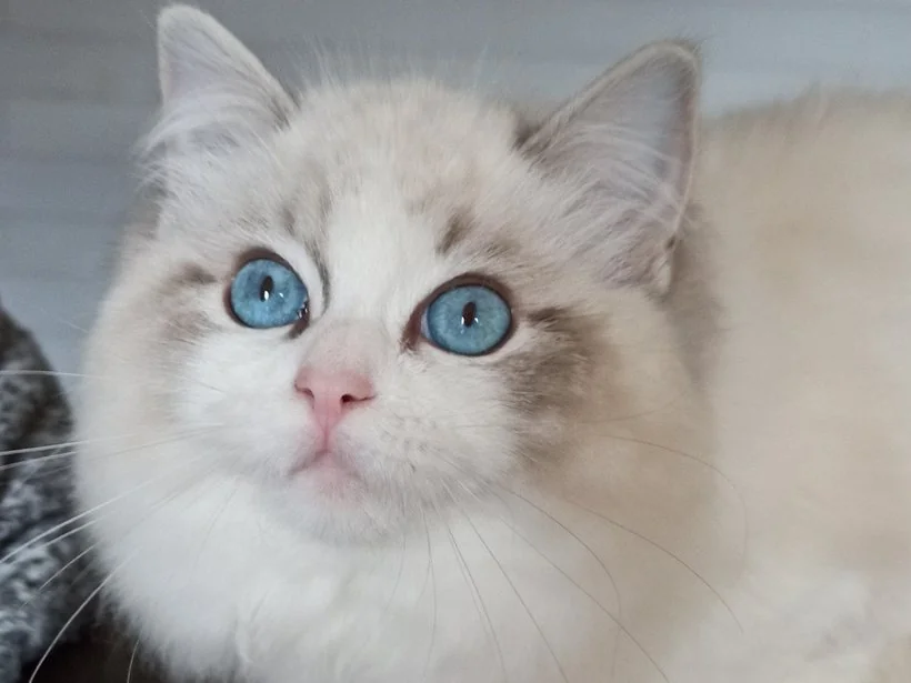 Echo de Narcisse Zeend S, Ragdoll blue tabby bicolore, mère de Echo de Narcisse Brontë