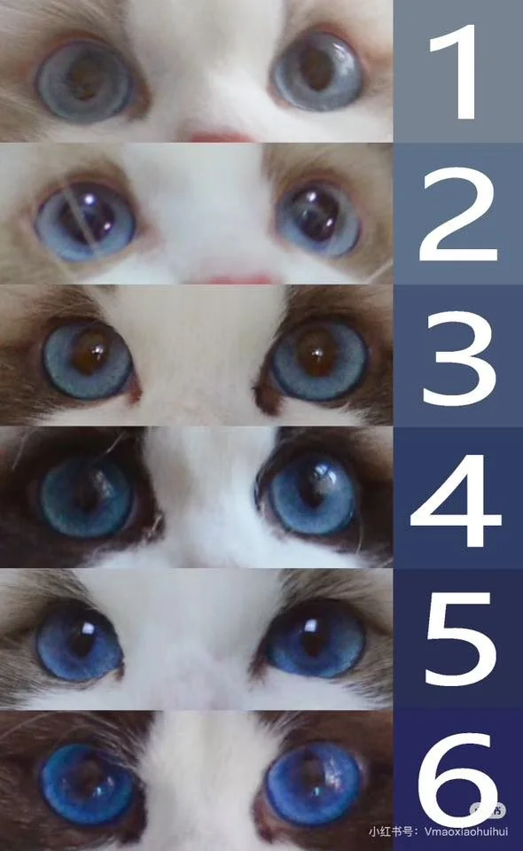 Évolution de la couleur des yeux du chaton Ragdoll, stades 1 à 6