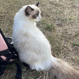 Jeune Ragdoll de 12 à 14 semaines, prêt à rejoindre sa famille