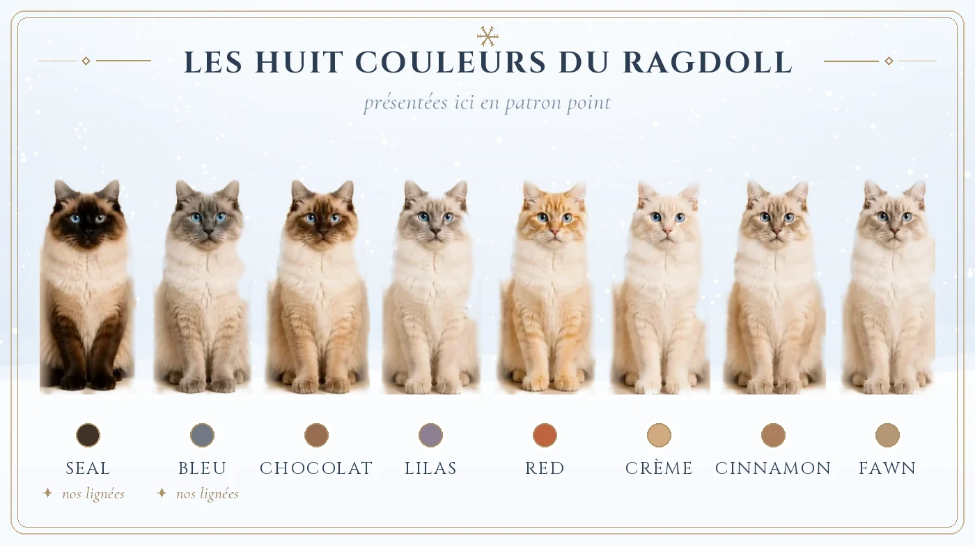 Les huit couleurs du Ragdoll — seal, bleu, chocolat, lilas, red, crème, cinnamon et fawn — présentées en patron point