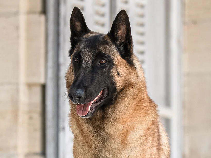 Malinois, berger belge à poil court — photo d’illustration de la race