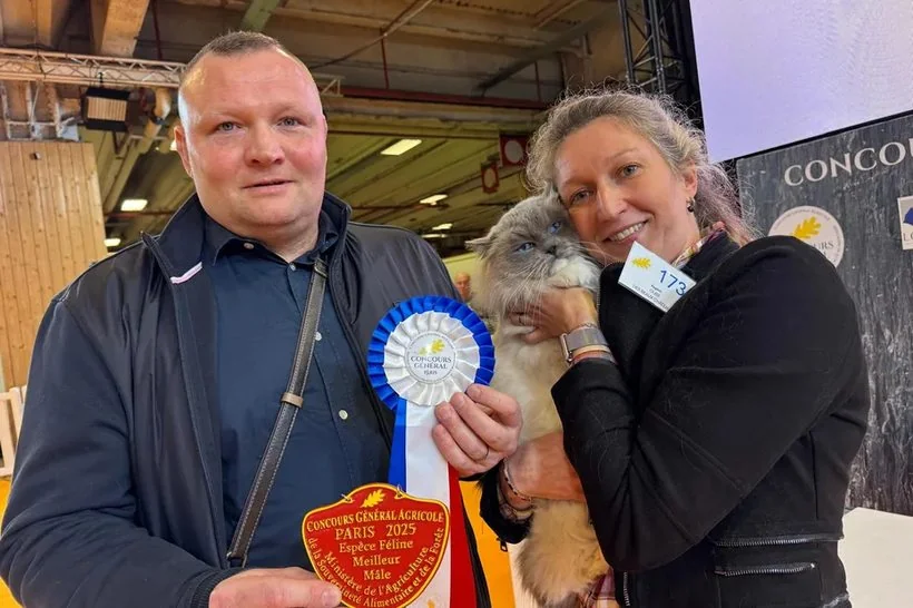 Oust, Ragdoll élu meilleur mâle au Salon de l’agriculture
