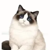 Ragdoll seal bicolore, V blanc sur le masque