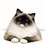 Ragdoll seal mitted, chaussettes blanches