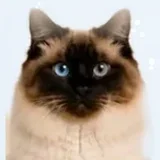 Ragdoll seal point, masque et oreilles brun foncé, yeux bleus