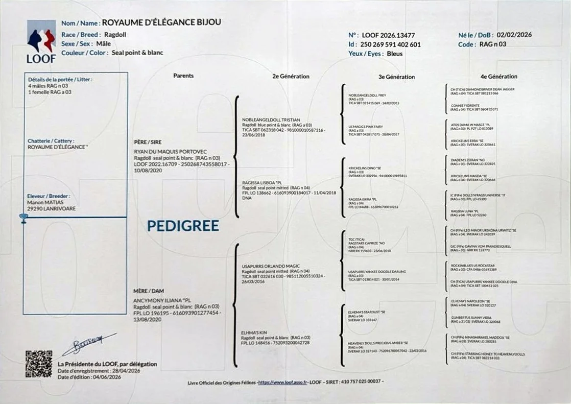 Pédigrée LOOF de Royaume d'Élégance Bijou, n° 2026.13477, quatre générations