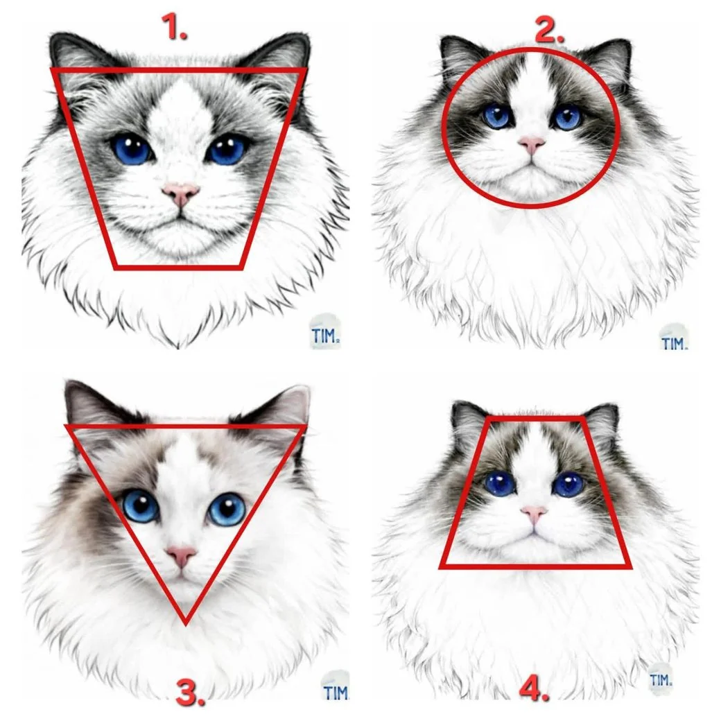 Quatre formes de tête de Ragdoll comparées