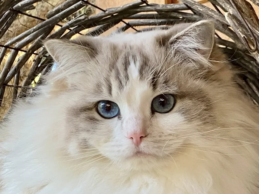 Ragdoll aux yeux bleus lovée dans un panier en osier