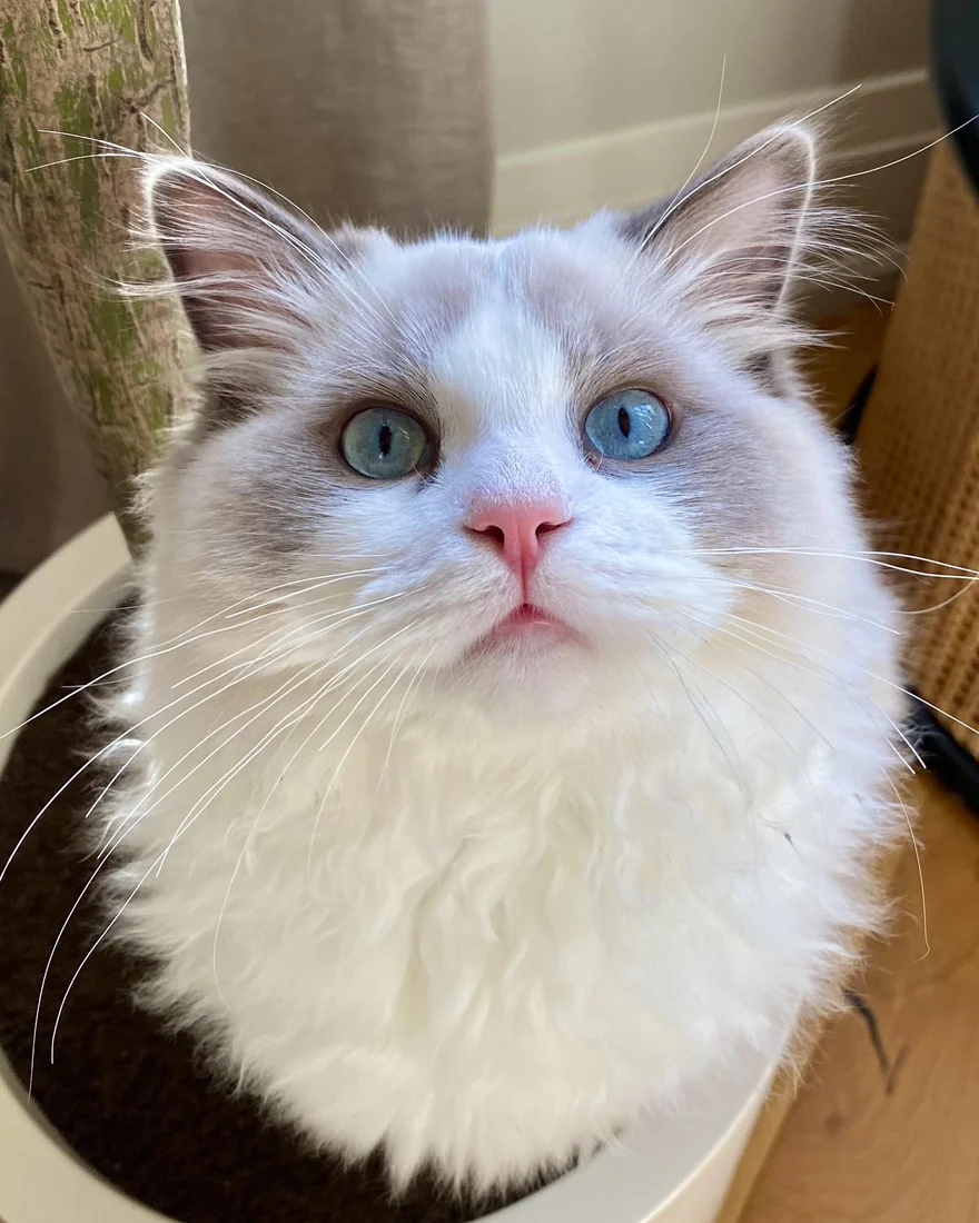 Ragdoll bicolore assis dans son couchage, le regard levé, attendant sa gamelle