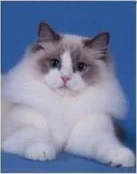 Ragdoll bicolore avec un peu moins de blanc