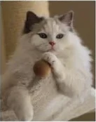 Ragdoll bicolore avec un peu plus de blanc