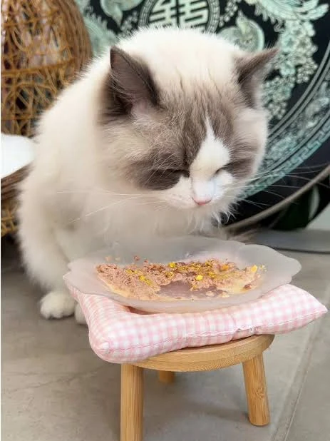 Ragdoll bicolore mangeant sa pâtée dans une gamelle surélevée