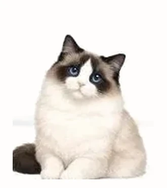 Ragdoll bicolore, V blanc sur le masque