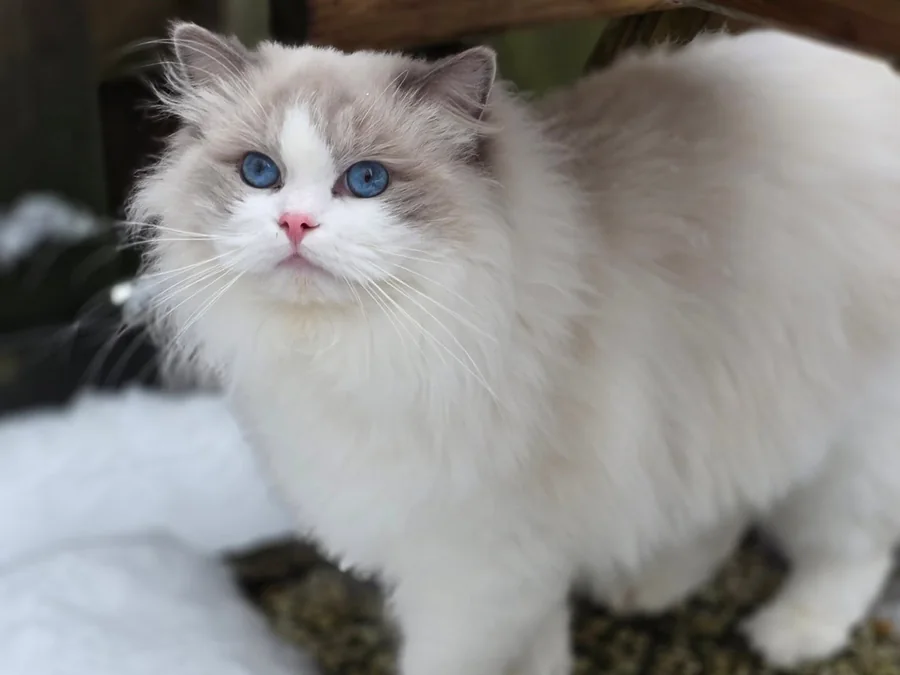 Ragdoll blue bicolore aux yeux bleus, illustrant la robe de la race