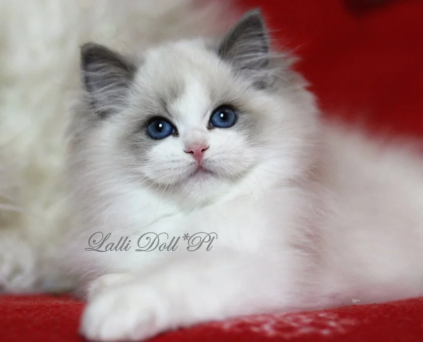 Ragdoll blue bicolore aux yeux bleus
