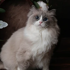 Ragdoll blue bicolore en patron mink : couleur plus présente sur le corps, yeux aigue-marine