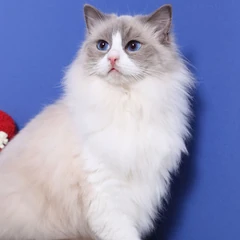 Ragdoll blue bicolore en patron point : couleur limitée aux extrémités, yeux bleus