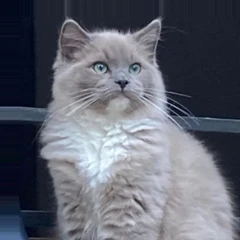 Ragdoll blue bicolore en patron sépia : couleur soutenue sur tout le corps, yeux vert doré